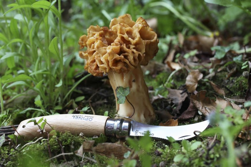 Opinel N°08 Folding Mushroom Knife