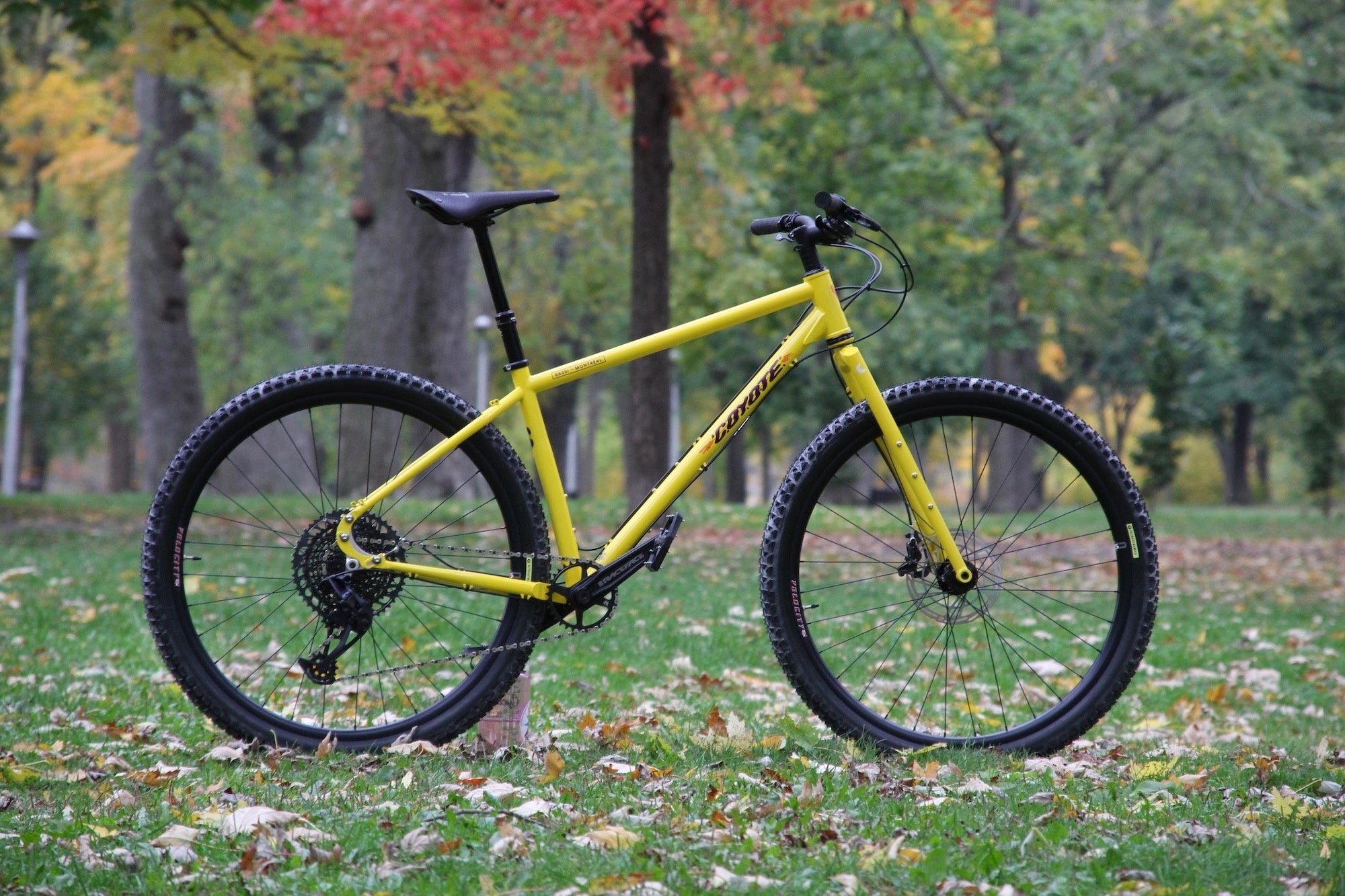 Jason's Coyote
