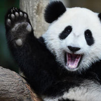 Pédales Blue Lug Panda