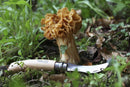 Opinel N°08 Folding Mushroom Knife