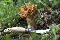 Opinel N°08 Folding Mushroom Knife