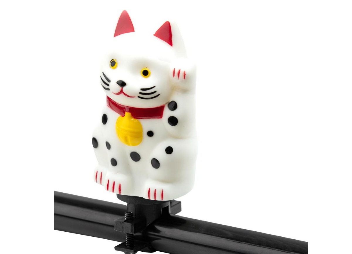 Chaton / Kitty