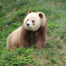 Pédales Blue Lug Panda