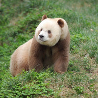 Pédales Blue Lug Panda